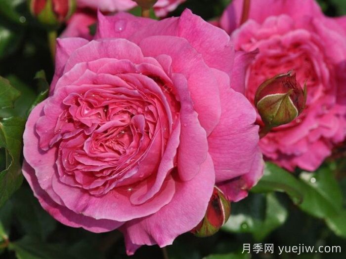 月季推薦，神仆天使阿比迪月季?(圖1)