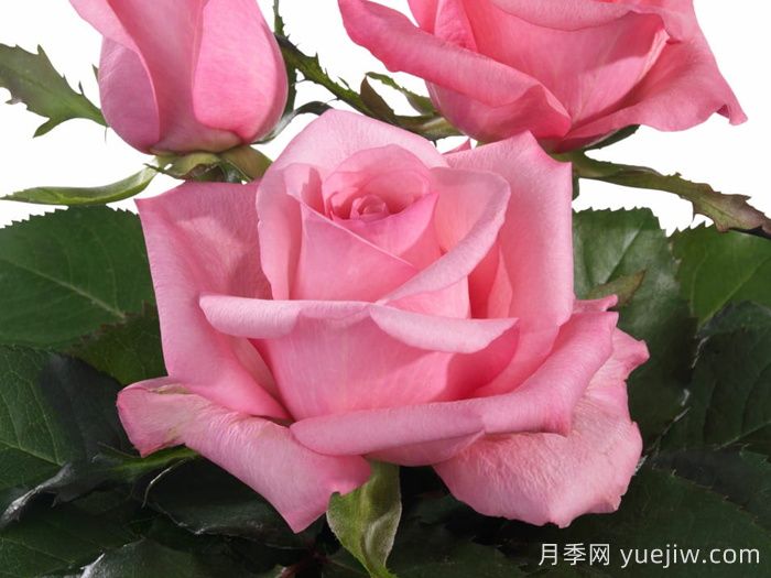 月季推薦，可愛慶典月季(圖1)