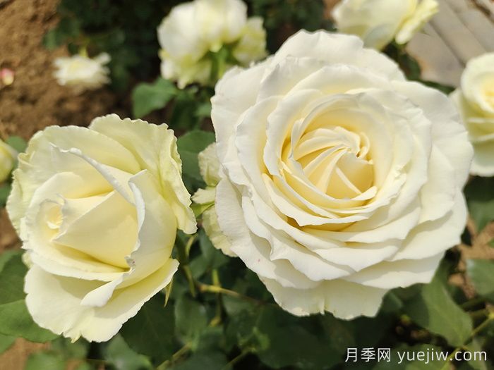 常見花卉的花語，不同節(jié)日的送花選擇(圖2)