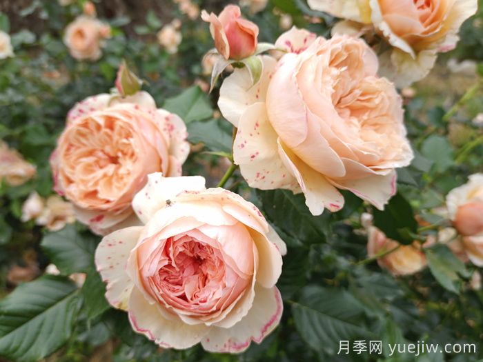 月季推薦，真宙月季(圖1)