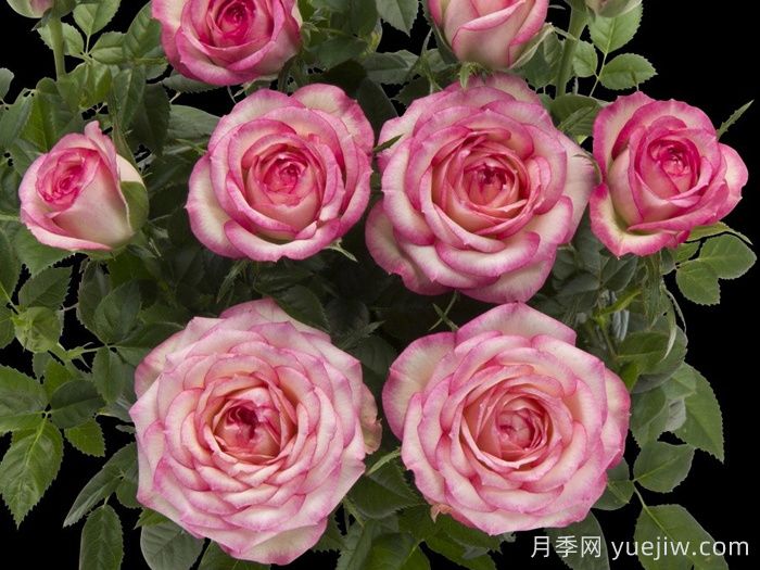 月季推薦，旋轉(zhuǎn)木馬月季(圖1)