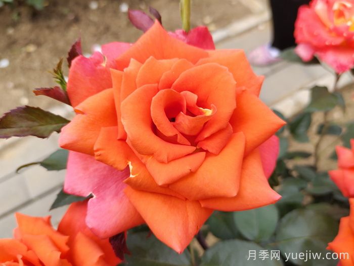 玫瑰，浪漫之花(圖1)