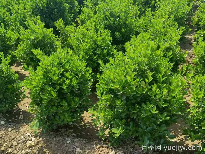 常綠灌木冬季安全過冬的養(yǎng)護(hù)技巧有哪些？(圖1)