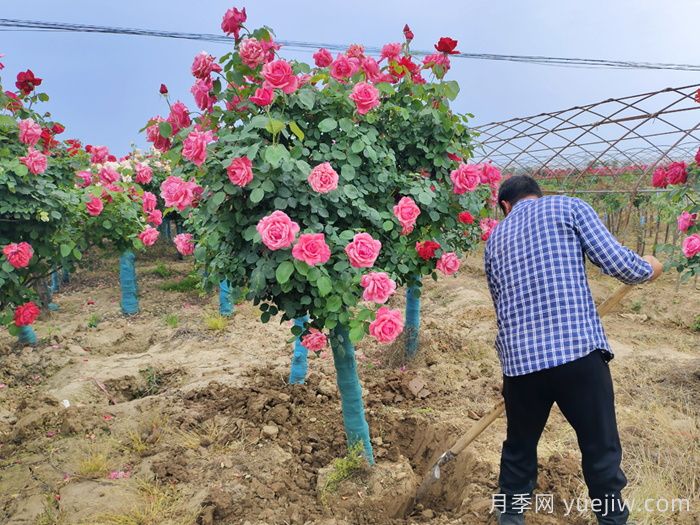 大花月季推薦，粉扇月季(圖2)