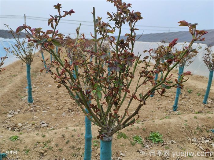 月季春季修剪抹芽，滿樹花開爆花枝頭(圖1)