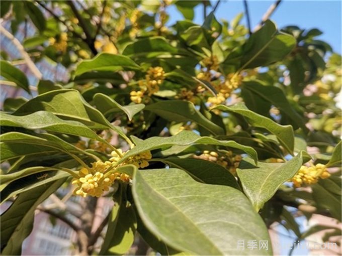 小區(qū)常見(jiàn)的三種綠化樹(shù)種(圖1)