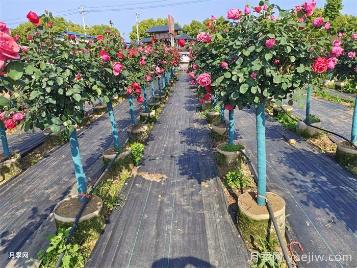 園林苗木從苗圃到工地過程，教你成為苗木養(yǎng)護(hù)專家(圖1)