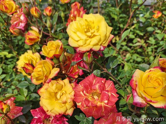 春季有什么適合景區(qū)綠化的月季苗品種？(圖5)