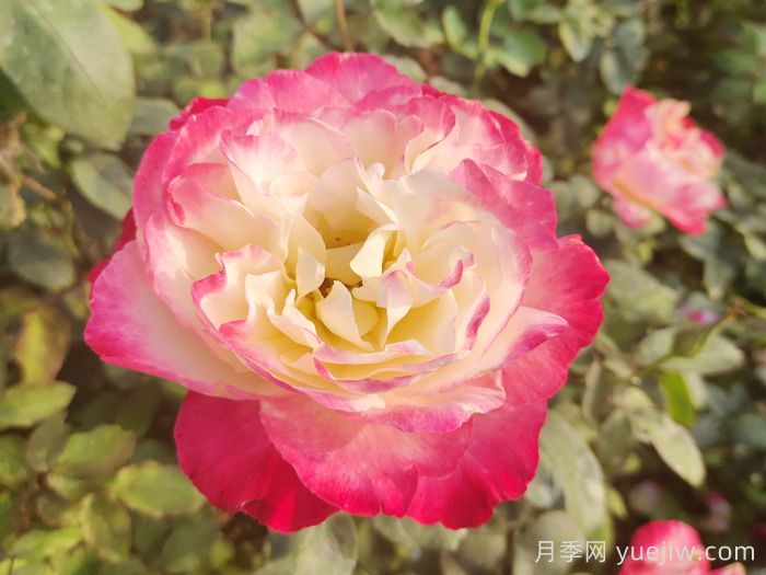 推薦9個(gè)月季品種，花型美開花多(圖3)
