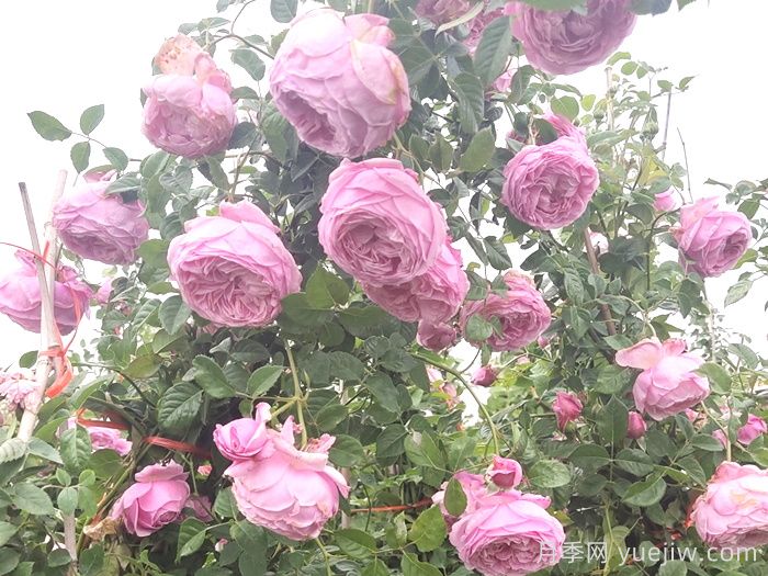 推薦9個(gè)月季品種，花型美開花多(圖4)