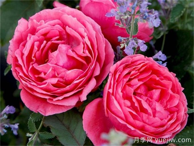ADR月季推薦，花園公主瑪麗何塞月季(圖1)