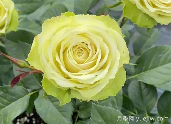 月季推薦，薄荷茶月季(圖1)
