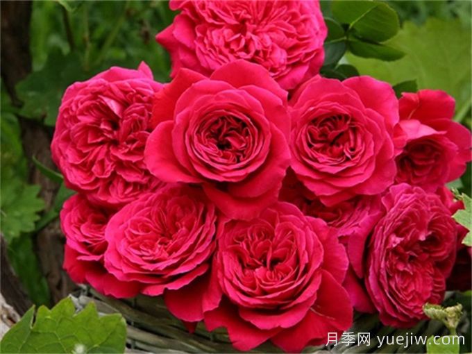 皇家胭脂月季，花朵碩大香味迷人的歐月(圖1)