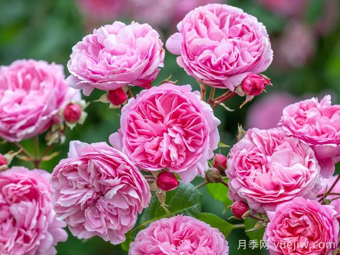 玫瑰花，愛情與時光交織的絢爛詩篇(圖1)