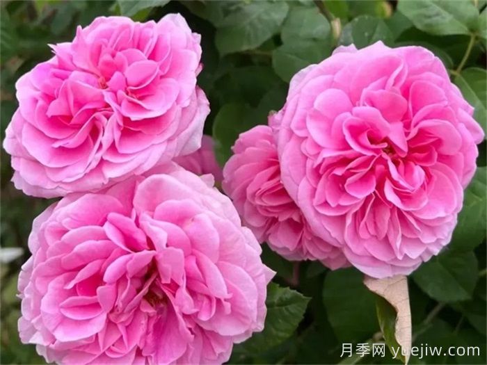 國(guó)外園丁***愛的月季調(diào)查，每一款都優(yōu)秀(圖3)