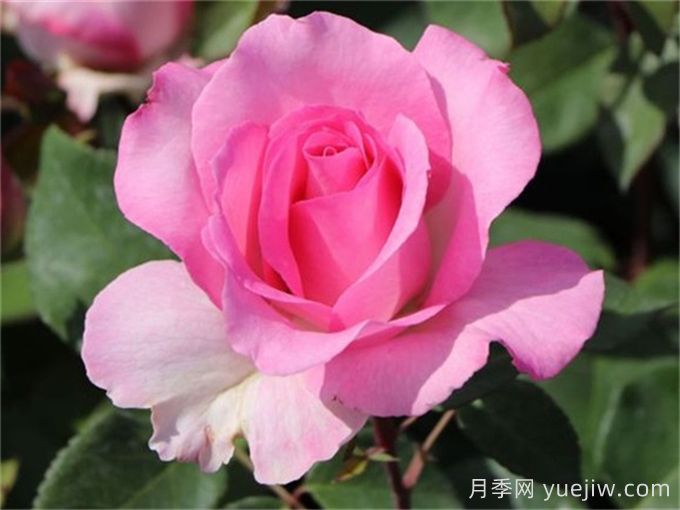 比弗利月季，榮獲全球25個(gè)大獎(jiǎng)的優(yōu)秀月季(圖2)