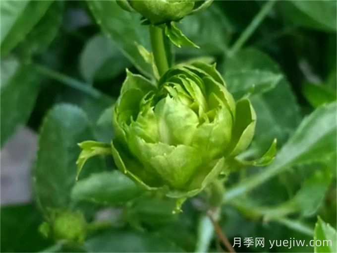 綠色月季推薦，結(jié)綠珍月季(圖1)