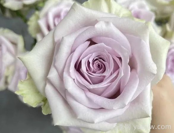 切花月季推薦，海洋之謎月季(圖1)