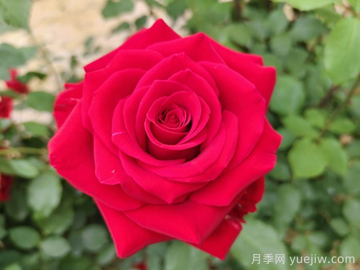 花語大全，100種花朵背后的隱秘語言(圖1)