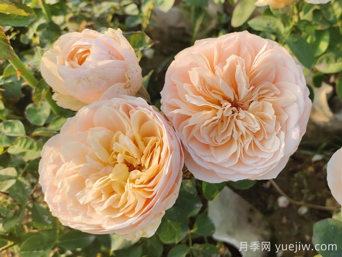 十大耐陰爬藤月季品種有哪些？(圖3)