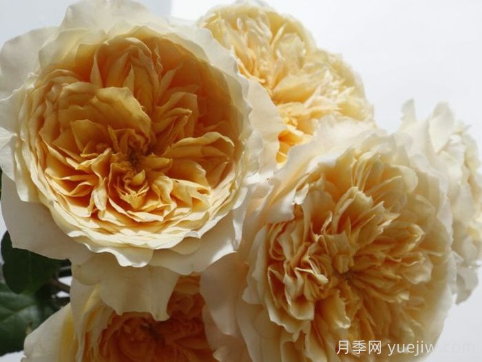 艾菲月季介紹，黃色切花，花瓣層疊(圖1)