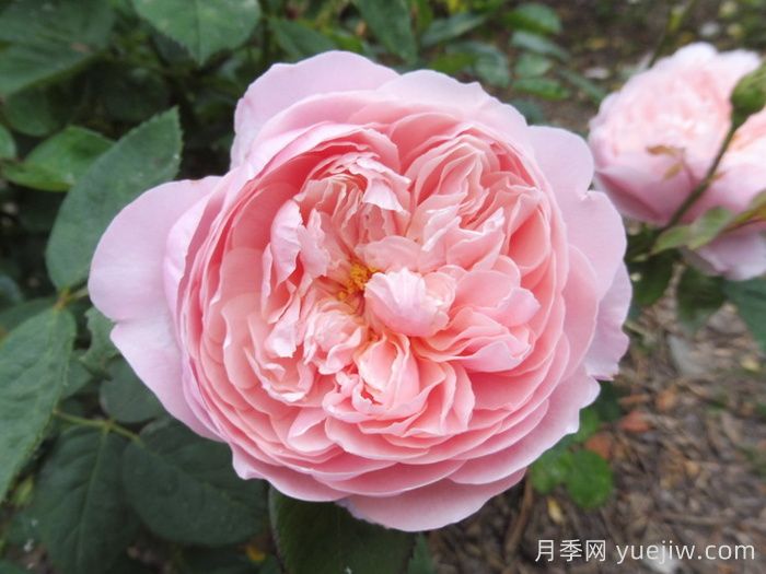 安妮克城堡月季，花姿優(yōu)雅，色彩迷人(圖1)