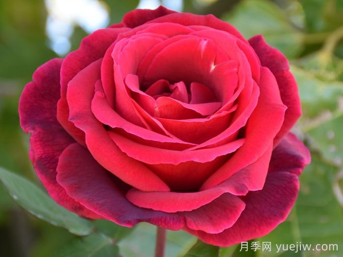 推薦21種濃香紅色月季品種，展示紅玫瑰的魅力(圖2)