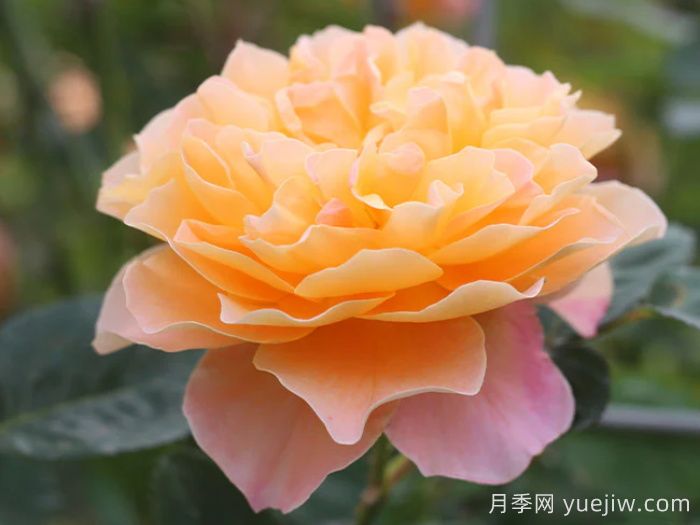 印象派月季推薦，夢幻的黃橙色優(yōu)秀爬藤月季(圖1)