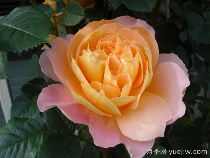 印象派月季推薦，夢幻的黃橙色優(yōu)秀爬藤月季(圖2)
