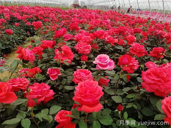 薔薇、玫瑰與月季的種植秘籍(圖1)