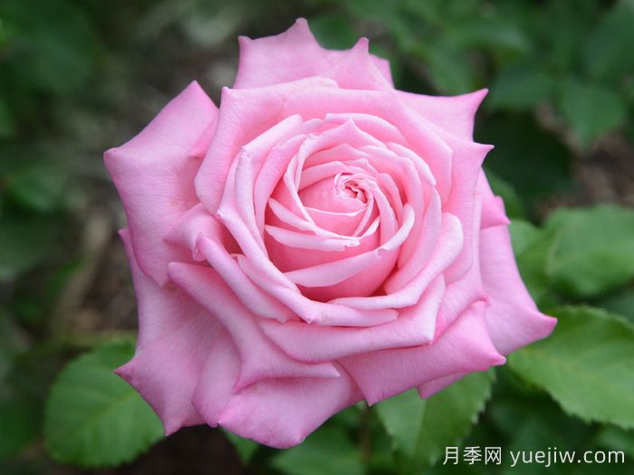 貝琳達之夢月季推薦，超級粉嫩的耐熱大花月季(圖2)