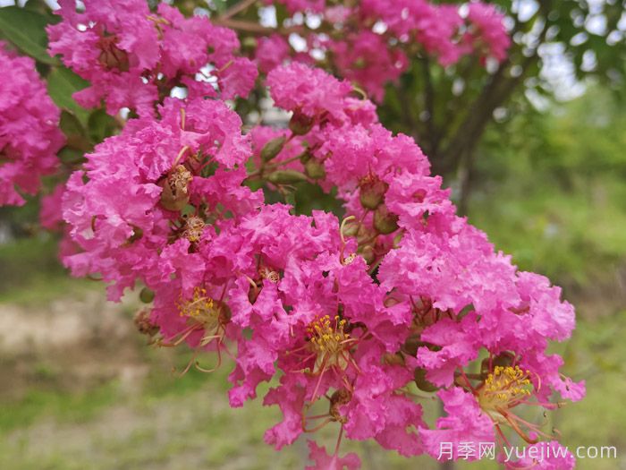 紫荊和紫薇是不是一種花？紫荊和紫薇的花期區(qū)別？(圖1)