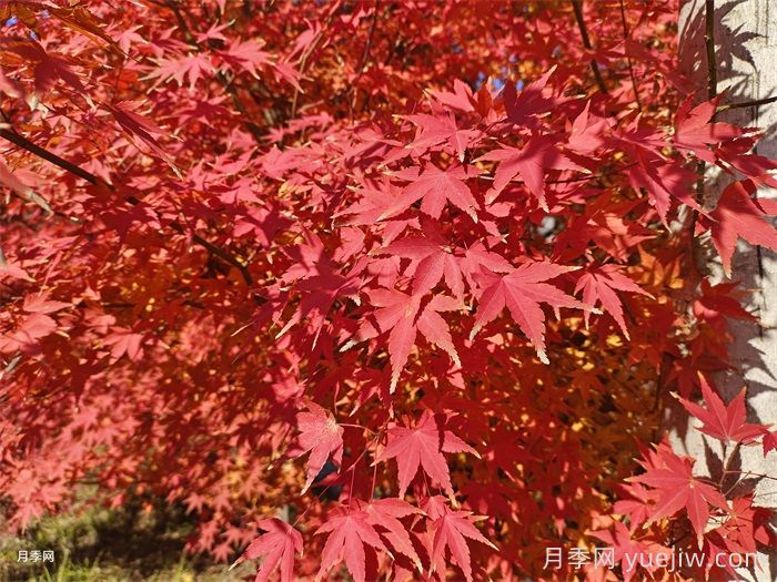 如何分辨三角楓、五角楓、元寶楓、雞爪槭，有圖片(圖5)