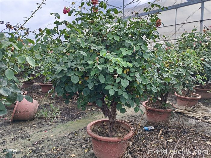 月季葉子掉個(gè)不停？光桿月季如何重新發(fā)芽？(圖3)