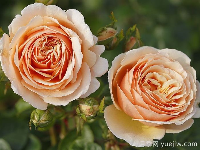 丹陶百香果月季介紹，有美妙香氣的切花月季(圖1)