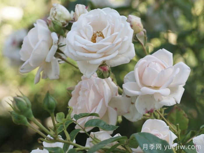 瑪婷吉洛月季介紹，適應(yīng)性強(qiáng)，香味宜人(圖1)