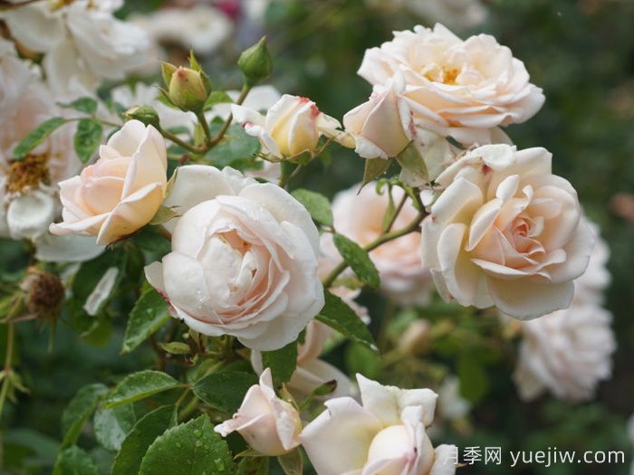 瑪婷吉洛月季介紹，適應(yīng)性強(qiáng)，香味宜人(圖2)