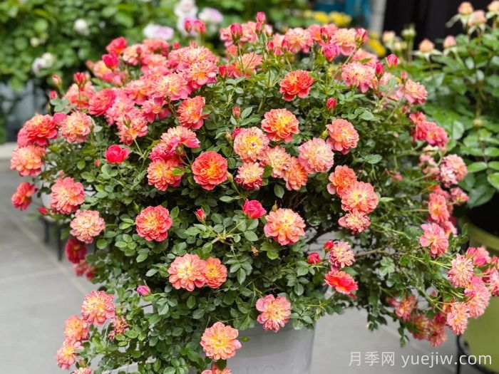 躲躲藏藏月季，多色微月盆栽，小巧可愛易爆盆(圖1)
