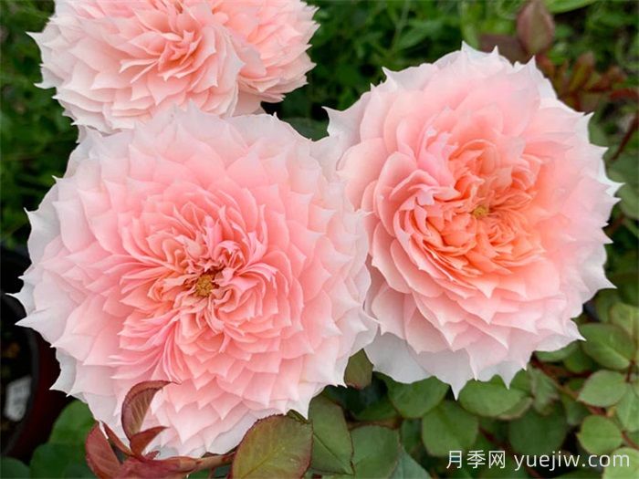 月季成長(zhǎng)成長(zhǎng)之路，月季小苗到大苗開(kāi)花的全過(guò)程(圖2)