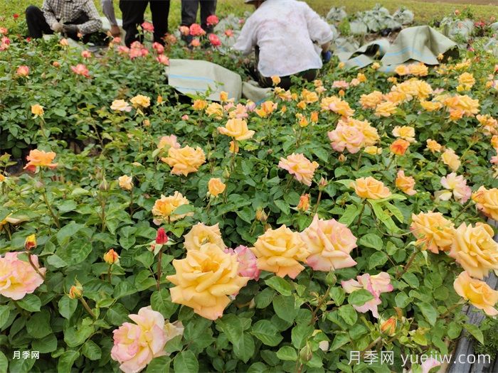月季小苗的緩苗辦法？提高移栽成活率(圖1)