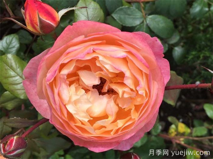艾瑪漢密爾頓夫人月季，香氣迷人，顏值出彩    (圖1)