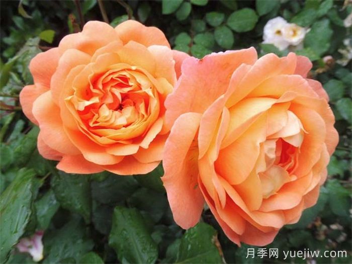 艾瑪漢密爾頓夫人月季，香氣迷人，顏值出彩    (圖2)