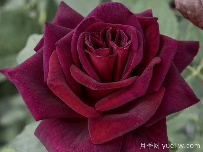 切花暗香月季，濃香版黑巴克(圖1)