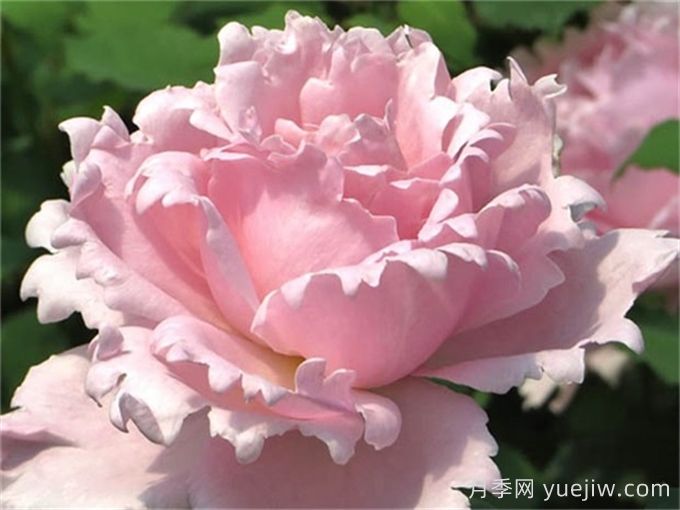 索菲羅莎月季推薦，獨特花瓣，美妙濃香(圖1)