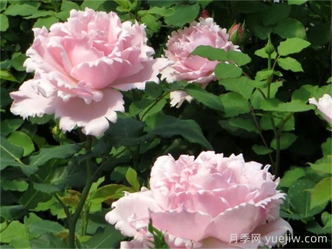 索菲羅莎月季推薦，獨特花瓣，美妙濃香(圖2)