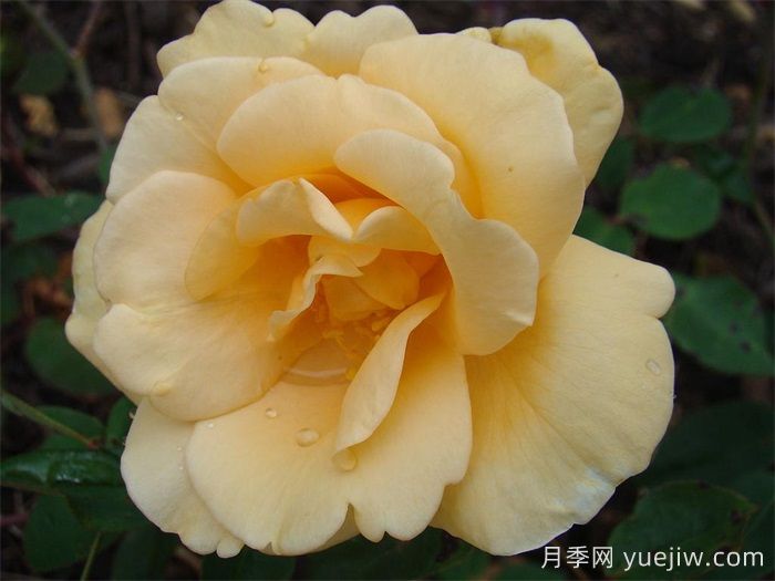 希林頓夫人月季，百年經(jīng)典灌木月季(圖1)