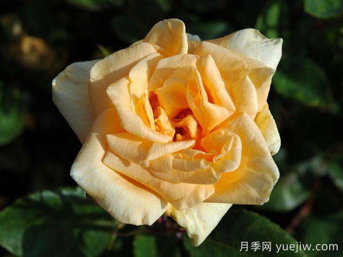 希林頓夫人月季，百年經(jīng)典灌木月季(圖2)
