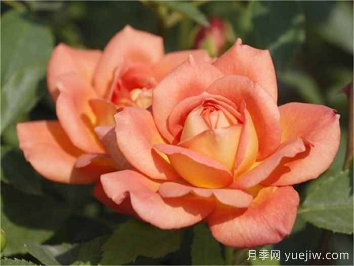 夏洛特夫人月季優(yōu)缺點(diǎn)有哪些？(圖1)