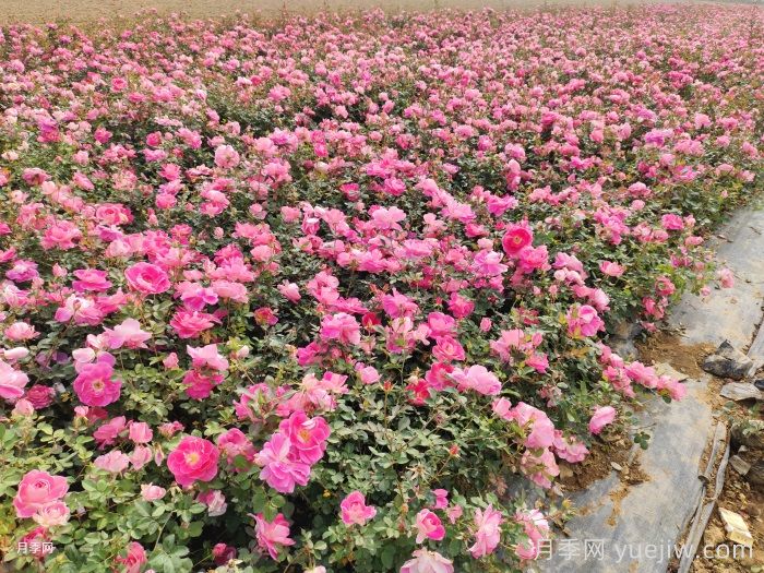 園林綠化怎樣搶救萎蔫的月季花？(圖1)