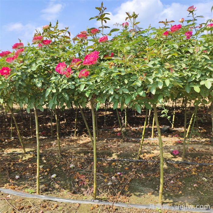 花木種植戶(hù)如何轉(zhuǎn)型做家庭園藝？(圖2)